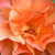 Oranžová - Parková ruža - Westerland®